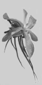 292 A. Trejgell, M. Michalska, A. Tretyn po 4 tygodniach kultury The effect of mineral salt content in the medium on the rooting of A.