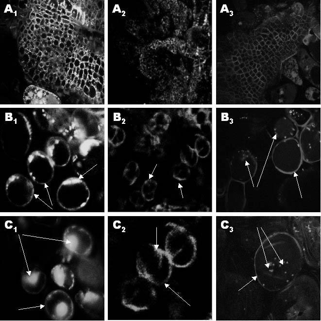 300 J. Wi niewska i inni Fot. 1. Photo 1. Lokalizacja gradientu auksyny oraz białek PIN1-GFP i PIN7-GFP w kilkudniowych komórkach kalusa.