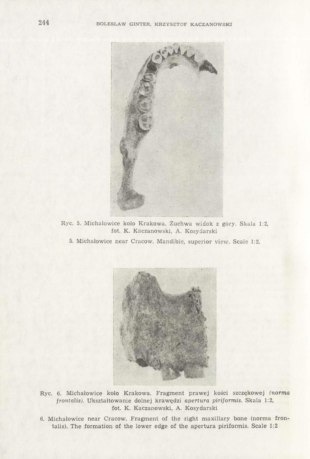244 BOLESŁAW GINTER, KRZYSZTOF KACZANOWSKI Ryc. 5. Michałowice koło Krakowa. Żuchwa widok z góry. Skala 1:2, fot. K. Kaczanowski, A. Kosydarski 5. Michałowice near Cracow. Mandible, superior view.