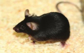 Studies of microhardness of hard dental tissues in the course of amelogenesis... J Stoma 2013; 66, 1 Fig. 3. Standard mouse. Mysz standardowa. Fig. 4. Transgenic follistatin overexpressing mice.