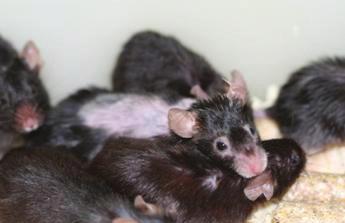 In places, naked, shiny, tight skin can be seen. Animals have smaller standard ears and a shorter tail. Phenotypic differences between standard and transgenic mice are shown in Figures 3 and 4.