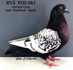 zasłużonej organizacji hodowlanej. Z całą pewnością wiadomo, że na terenie kraju nadal dość licznie hodowana jest stara populacja rysia polskiego w wielu odmianach barwnych.