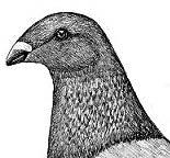 Pocztowe wystawowe W drugiej połowie XIX wieku oraz na początku XX wieku w wielu krajach hodowcy gołębi rasowych pracowali nad wyhodowaniem różnych ras wystawowych gołębi pocztowych.