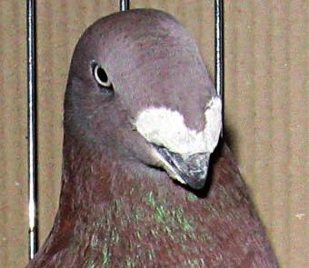 ZDZISŁAW JAKUBANIS Cechy charakterystyczne Holenderski listonosz wystawowy jest gołębiem średniej wielkości, o poziomej postawie, bardzo mocnym, żywotnym i płodnym.