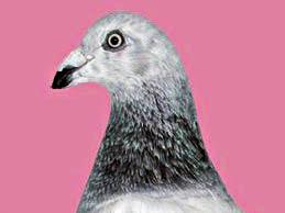 ZDZISŁAW JAKUBANIS Pochodzenie Angielski szlachetny wystawowy jest rasą mało znaną poza Anglią, należącą do grupy gołębi wywodzących się z gołębi pocztowych.