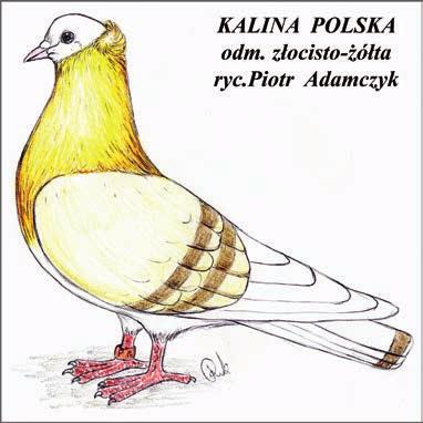 S.O.S. ratujmy polskie rasy Kalina polska, cz. III Ryc. 1 WZORZEC Ogólny wygląd: kalina jest gołębiem typu użytkowego, dobrze wyrośniętym i mocno zbudowanym.