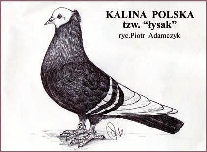 w 1899 roku powstało prężne, wzorowane na organizacjach zachodnich, Krajowe Towarzystwo Chowu Drobiu, Gołębi i Królików, które swym zasięgiem obejmowało olbrzymi region Małopolski wschodniej, a