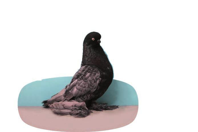 Wiemy doskonale, że hodowcy gołębi czasem mają obsesję na punkcie pojedynczej cechy danej rasy i zapominają, że istotą każdej rasy gołębia jest połączenie wszystkich jego cech w absolutnej harmonii