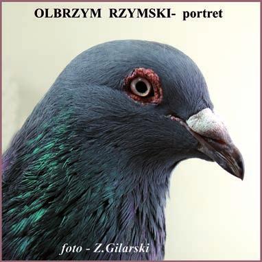 Wyróżnia się przede wszystkim wielkością i chyba się nie minę z prawdą mówiąc, że jest to największy gołąb wśród zarejestrowanych ras, a jest ich obecnie ponad 300.