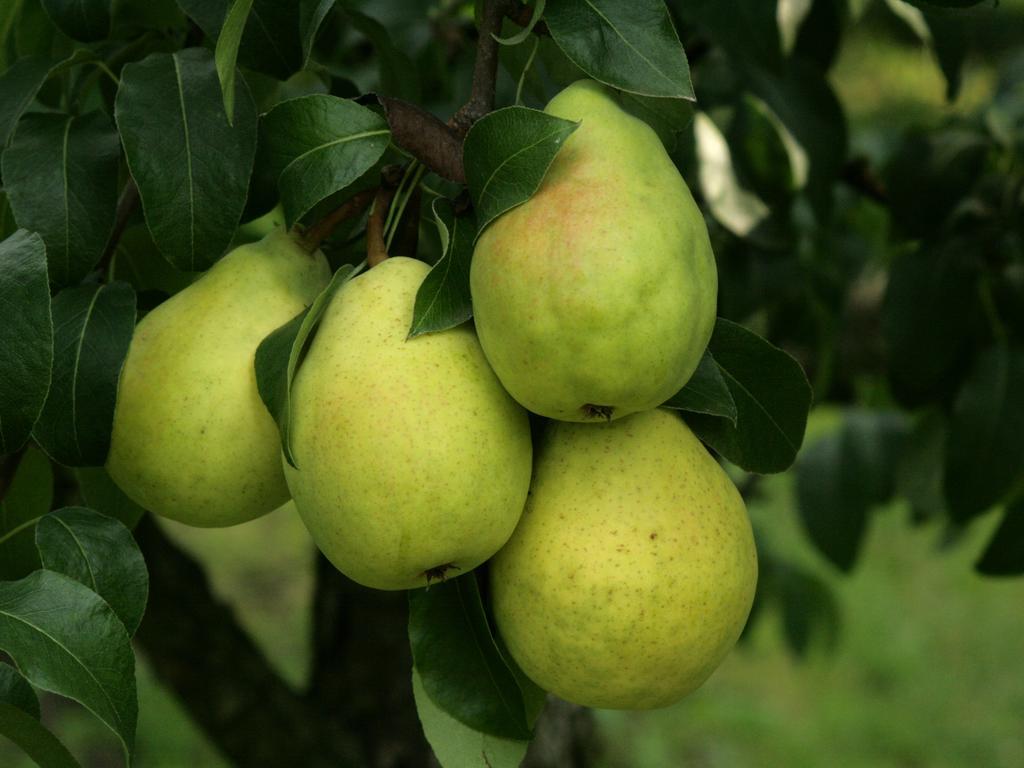 Grusze w sadzie Bogusław Jeznach, 02.10.2017 02:10 Indie mają swoje owoce mango, my mamy bodaj smaczniejsze od nich gruszki.