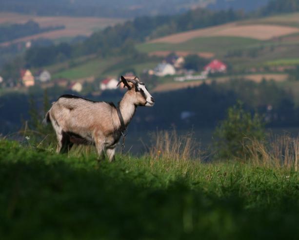 Lipiec 0 Haliny, Mariana Marii, Urbana Jacka, Anatola Teodora, Innocentego Cypriana, Olgi Szymona, Kamila Krzysztofa, Jakuba Karoliny, Antoniego Jana, Weroniki Arnolda, Wincentego Anny, Grażyny