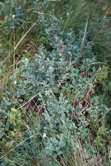 26 MICHAŁ SMOCZYK, KRZYSZTOF GĘBURA Fot. 13. Borówka bagienna Vaccinium uliginosum L. na Czarnym Bagnie, 08.2005 (fot. M. Smoczyk).