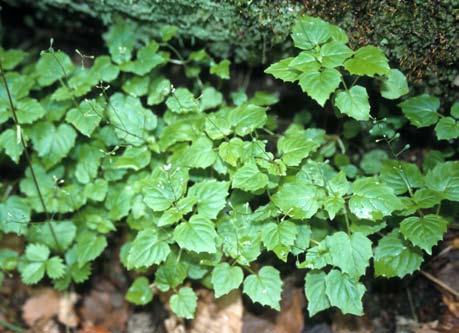 Rzadkie i zagrożone rośliny naczyniowe Gór Bystrzyckich i Orlickich (Sudety Środkowe) 27 Fot. 15. Czartawa drobna Circaea alpina L., Solna Jama koło Gniewoszowa, 07.2005 (fot. M. Smoczyk).