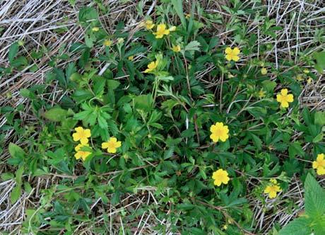 Rzadkie i zagrożone rośliny naczyniowe Gór Bystrzyckich i Orlickich (Sudety Środkowe) 31 Fot. 18. Potentilla suberecta Zi m m e t e r mieszaniec P. anglica i P. erecta na łące górskiej w Zieleńcu, 06.