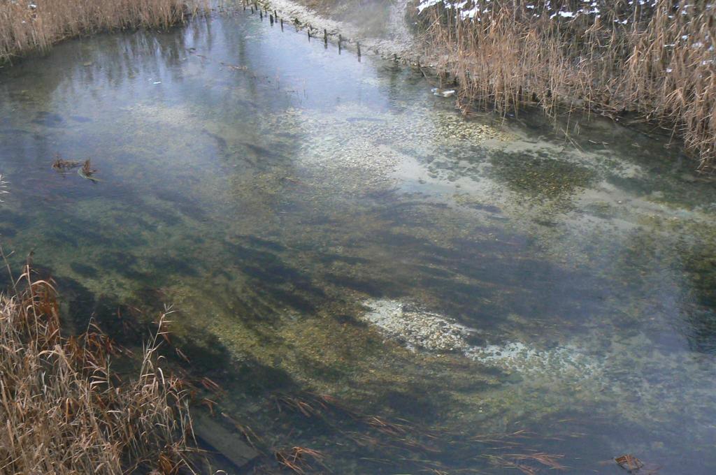 Tarlisko główne na Kanale Szczakowskim. Biała Przemsza poniżej ujścia rz. Białej Biała Przemsza na odcinku poniżej rz. Białej jest dużą rzeką niosącą znaczne ilości zawiesiny.