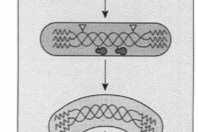 kolagenu fibryle Tworzenie włókien kolagenowych Etapy wewnątrzkomórkowe: 1.