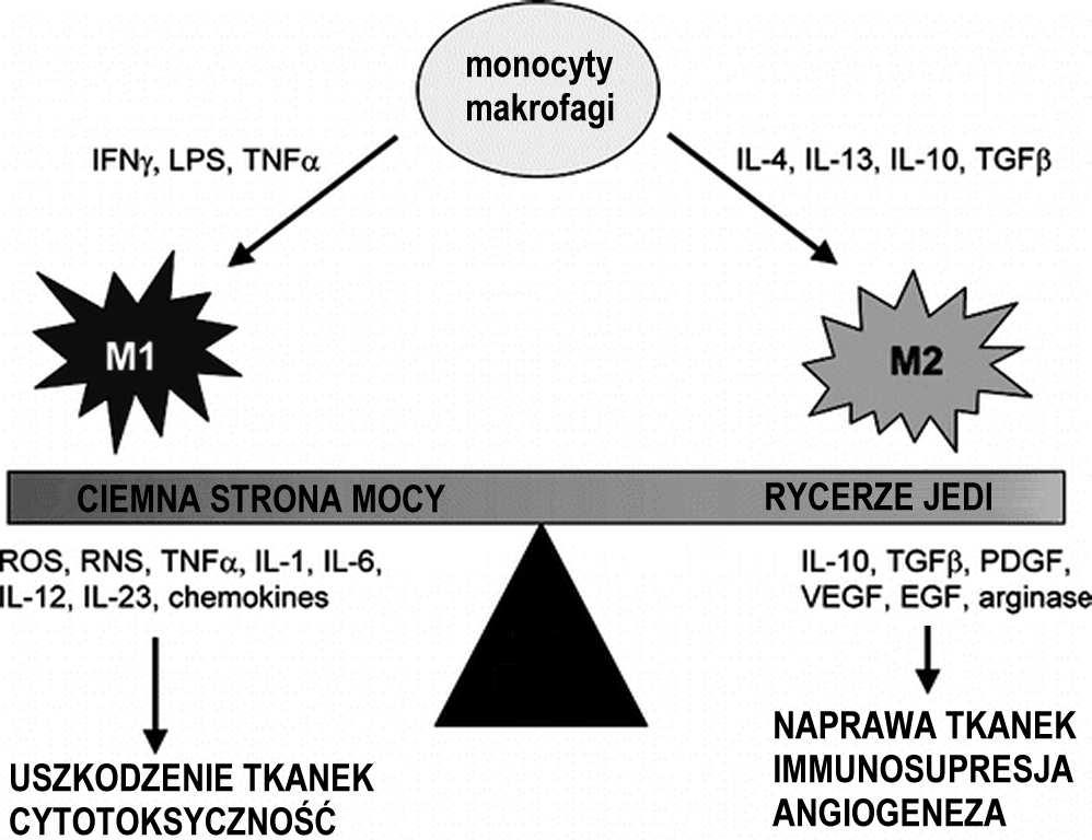 krwiotwórczy cytokiny: interleukiny, interferon, TGF, TNF czynniki