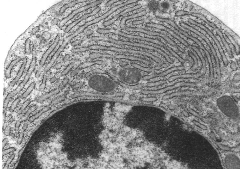 pęcherzykowe komórki Browicza-Kupffera komórki Hoffbauera komórki