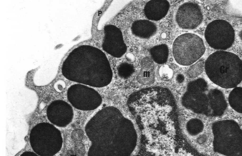 Komórki tuczne (mastocyty), po aktywacji produkują i wydzielają czynniki prozapalne Produkty wydzielnicze mastocytów Magazynowane w ziarnistościach: