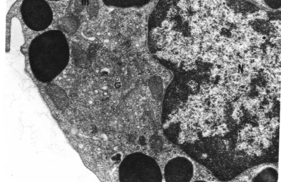 zasadochłonne ziarna aparat Golgiego nieregularne mikrokosmki lokalizacja w pobliżu naczyń Pochodzenie: szpik krwiotwórczy Syntetyzowane doraźnie i