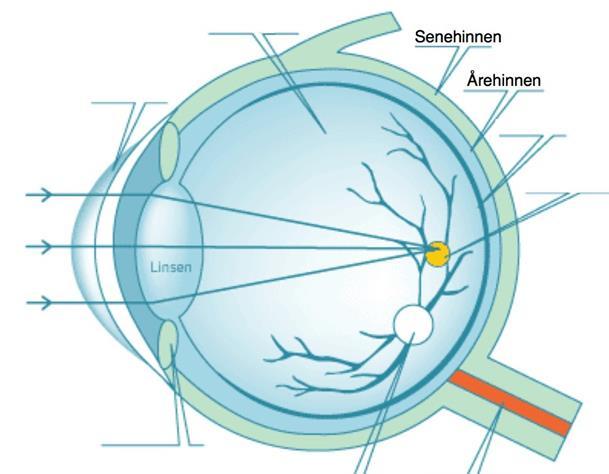 TWARDÓWKA (SENEHINNEN) Twardówka to zewnętrzna ochronna powłoka oka. Ma kolor biały. Nadaje gałce ocznej (øyeeplet) kształt.