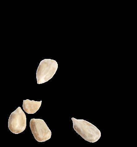 MORESO Sezam łuskany 0 g Sezam łuskany 0 g 0 x
