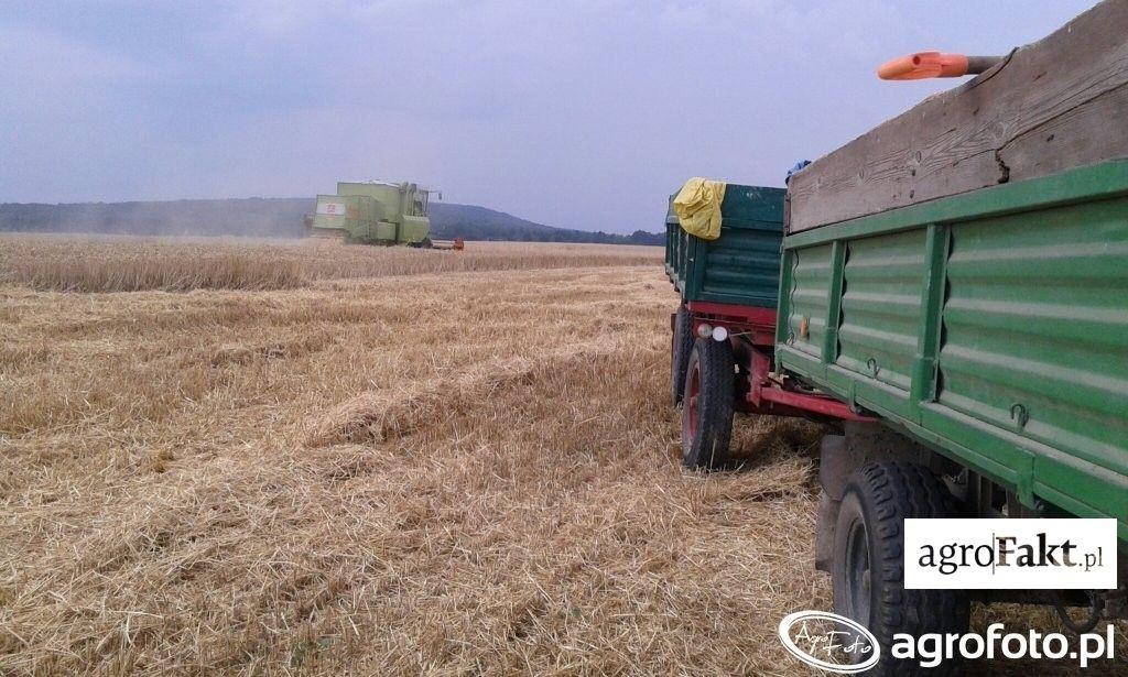 .pl https://www..pl Pszenicy w tym roku będzie u nas dużo mówi jeden z rolników z woj. łódzkiego. (fot. AgroFoto.