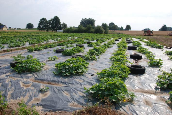 ściółkowanie folią warzyw w gospodarstwie ekologicznym w