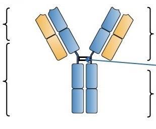 Ogólna budowa mab 13 Region zmienny Fragmenty Fab: wiążą się z epitopem antygenu ZAWIAS Łańcuch ciężki Łańcuch lekki Region stały Fragmenty Fc: wiążą się z regionem Fc komórki efektorowej