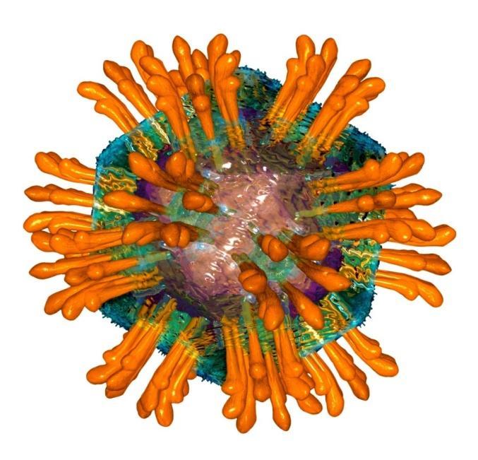 Wirus HCV został odkryty w roku 1989 r.