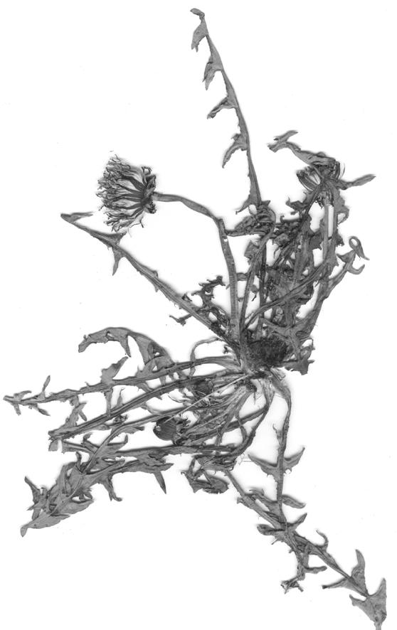 Taraxacum quadrans H. Øllg. Ryc. 12.