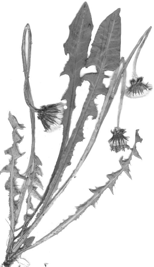 Taraxacum aethiops G. E.