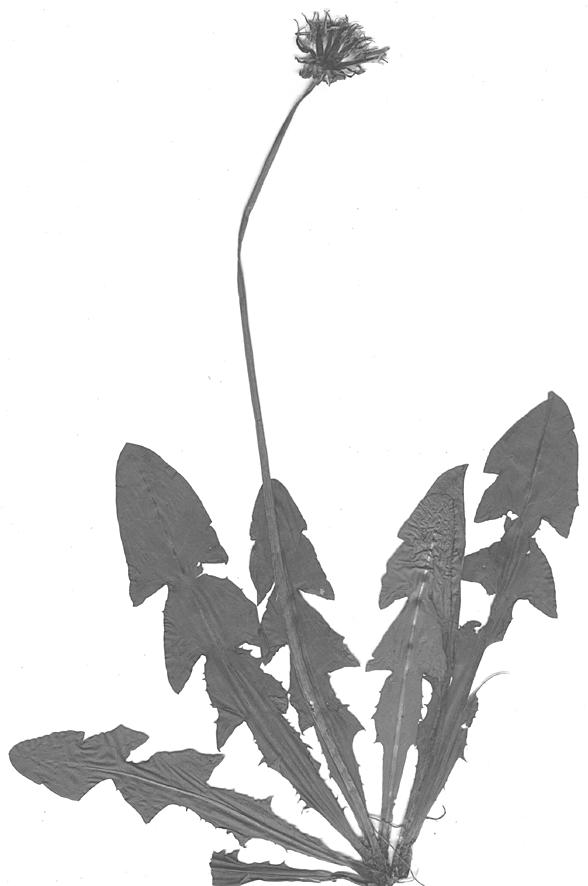 H. Øllgaard i in.: Taraxacum w Polsce 19 Ryc. 15. (Fig. 15).