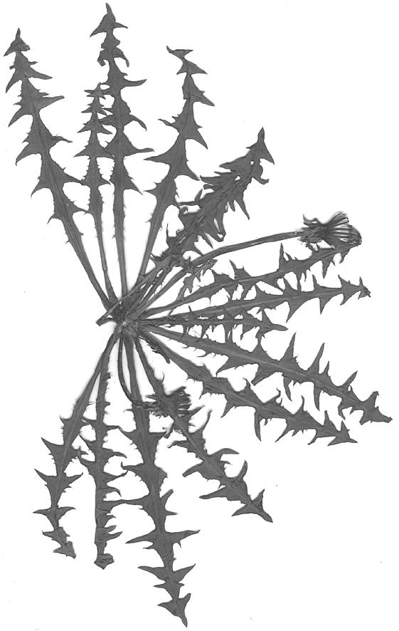 22 Fragm. Flor. Geobot.