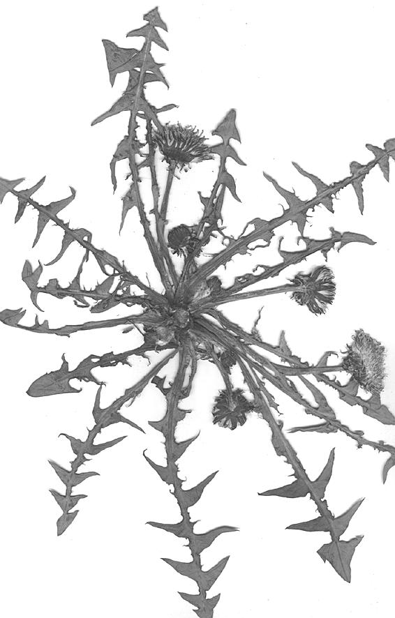 Taraxacum angustisquameum Dahlst. ex H.