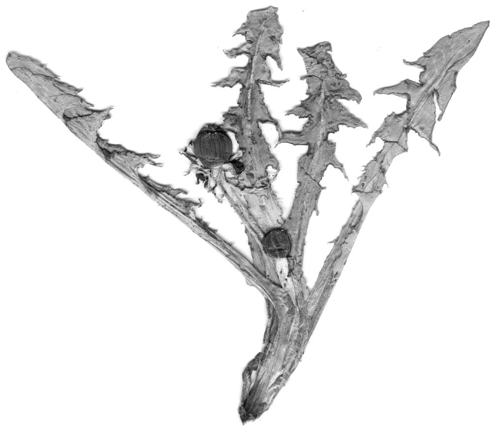 (Fig. 19). Taraxacum blomgrenii G.
