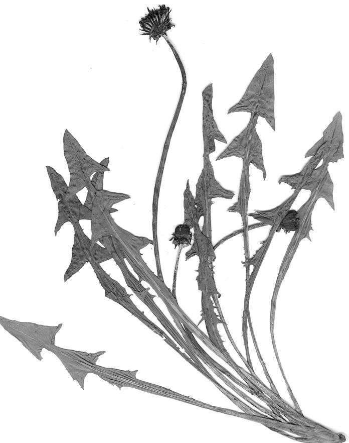 H. Øllgaard i in.: Taraxacum w Polsce 27 Ryc. 23. (Fig. 23).