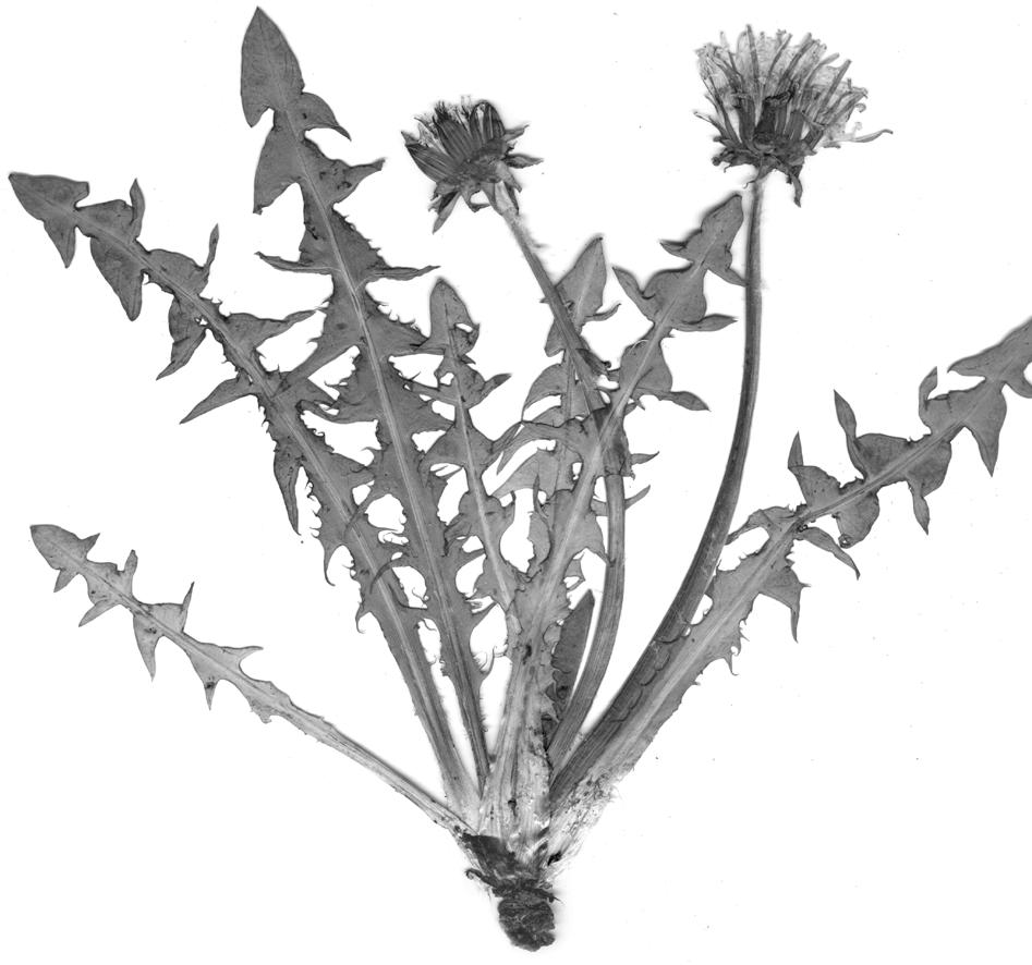 30 Fragm. Flor. Geobot.