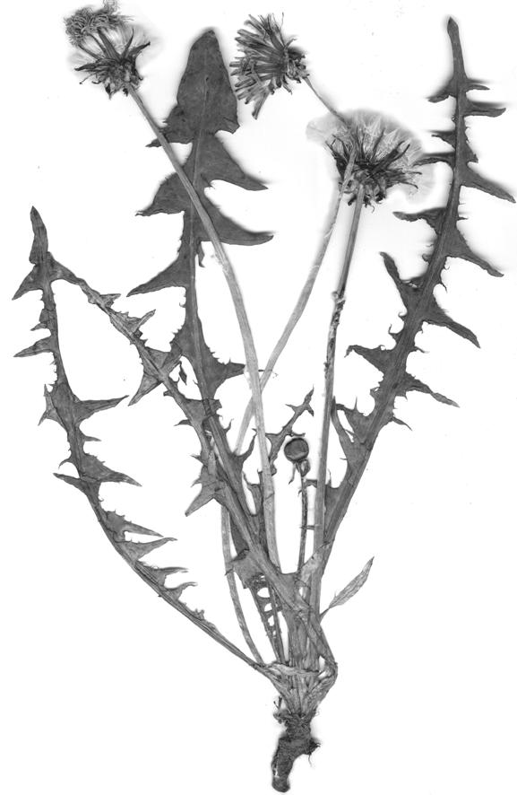 (Fig. 27). Taraxacum fulgidum G. E.