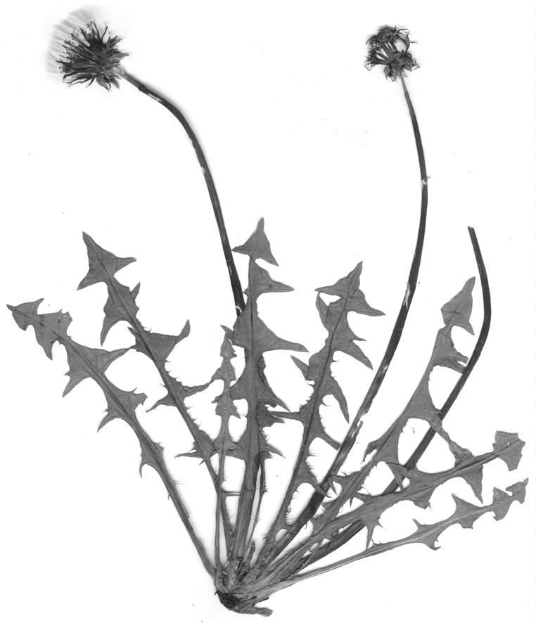 34 Fragm. Flor. Geobot.