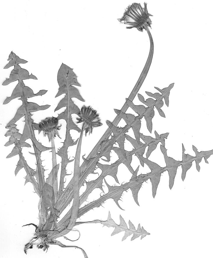 (Fig. 31). Taraxacum intumescens G.