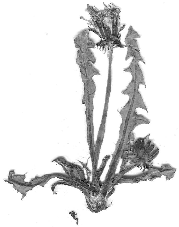 8 Fragm. Flor. Geobot. Polonica 7, 2000 Ryc. 1. (Fig. 1).