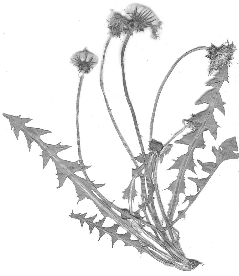 Taraxacum melanthoides Dahlst ex M. P.