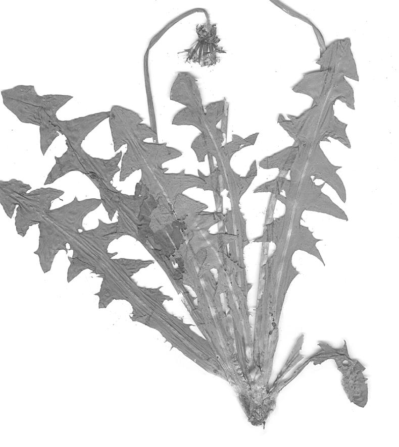 H. Øllgaard i in.: Taraxacum w Polsce 45 Ryc. 39. (Fig. 39).