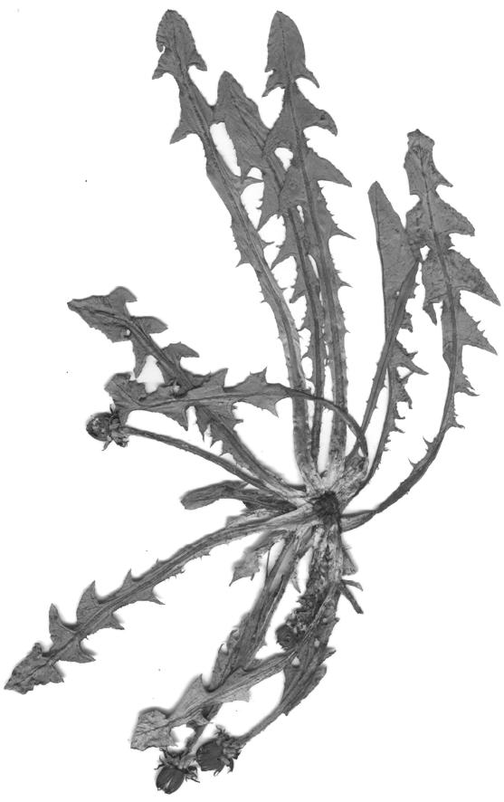 (Fig. 43).