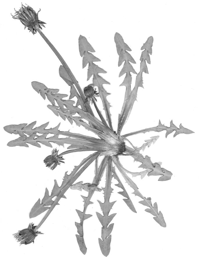 52 Fragm. Flor. Geobot.