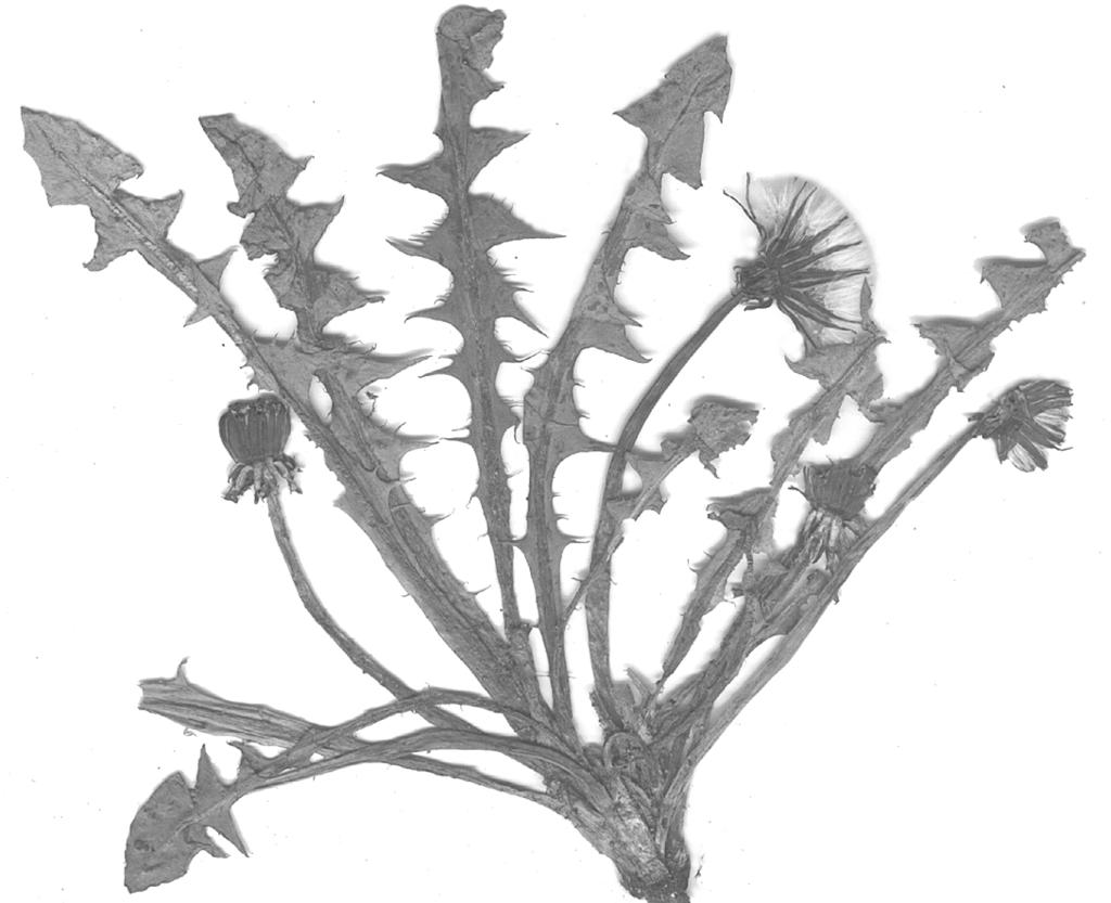 Taraxacum rigens Hagend.