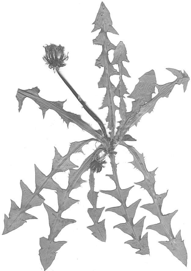 (Fig. 47).