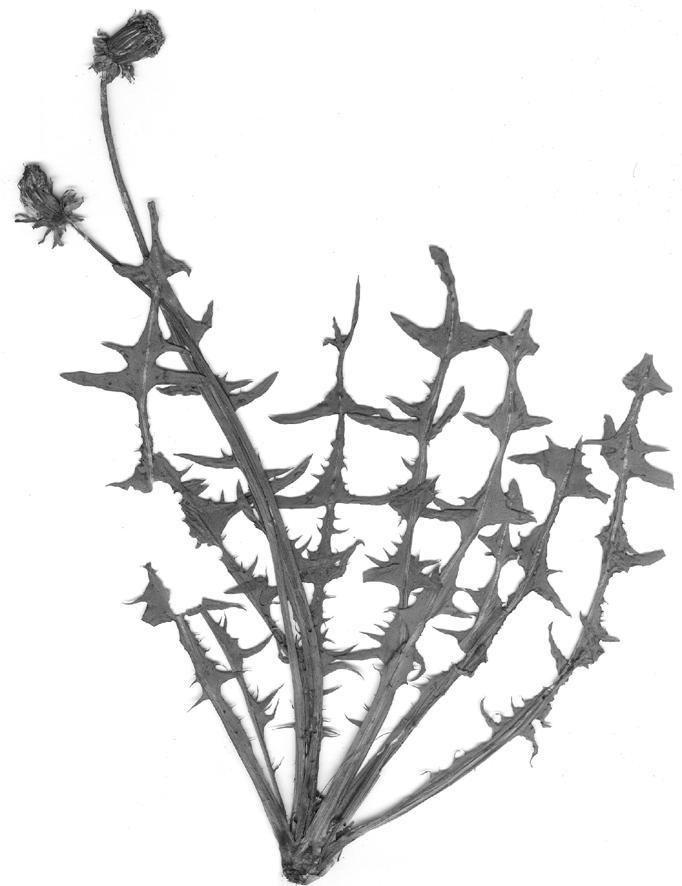H. Øllgaard i in.: Taraxacum w Polsce 9 Ryc. 3. (Fig. 3).