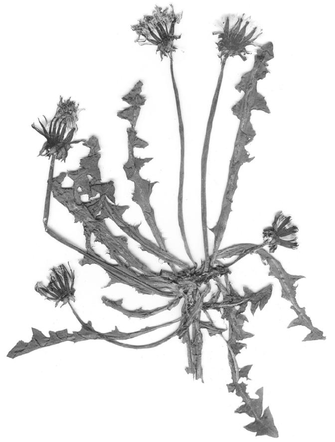 56 Fragm. Flor. Geobot.